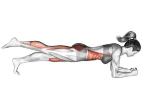 plank-muscles-for-weight-loss